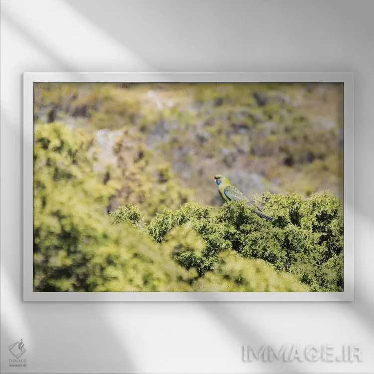 تابلو استرالیا، تاسمانی، پارک ملی کوه مهد-دریاچه سینکلر. رزلا سبز در گیاهان هیث (رزلا نوعی پرنده) اثر تریش دروی - نمای قابدار سفید