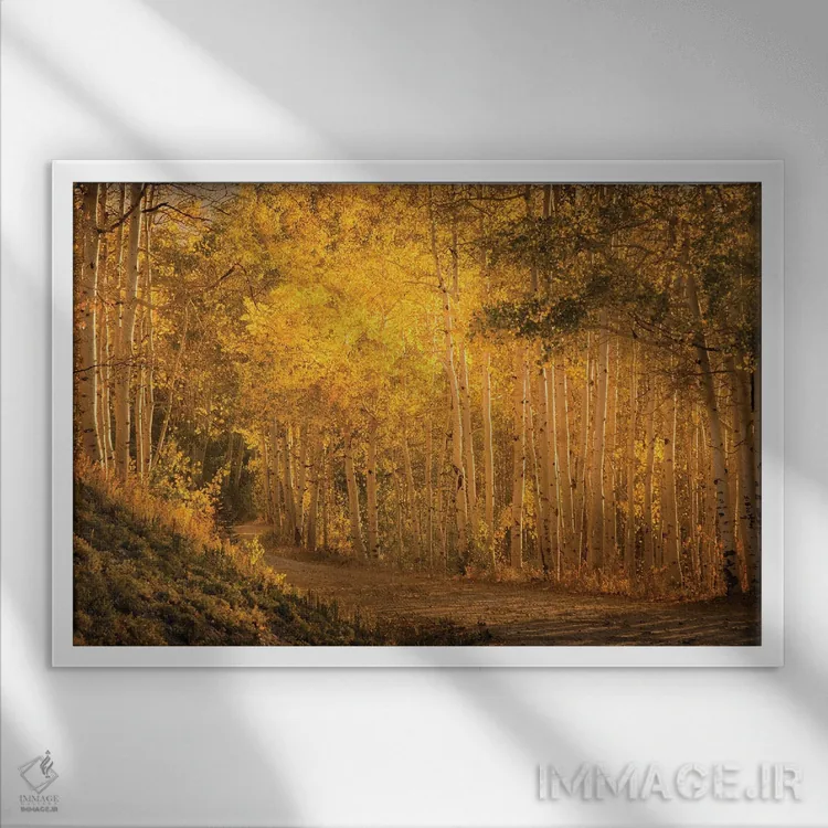 تابلو صنوبرها در غروب کمرنگ اثر دان شوارتز - نمای قابدار سفید