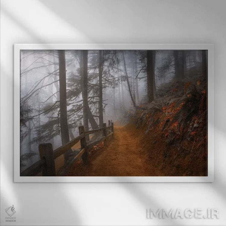 تابلو مه پاییزی در جنگل اثر دان شوارتز - نمای قابدار سفید