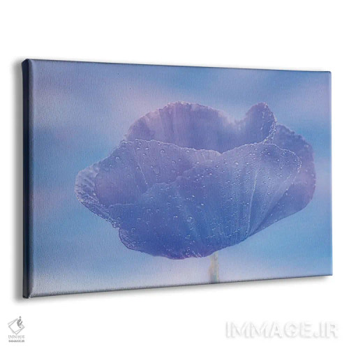 تابلو شقایق با قطرههای شبنم اثر دان شوارتز - نمای پرسپکتیو محصول
