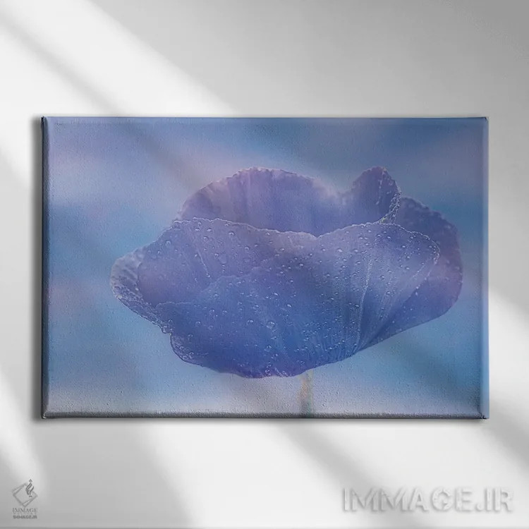 تابلو شقایق با قطرههای شبنم اثر دان شوارتز - نمای روبهرو روی دیوار