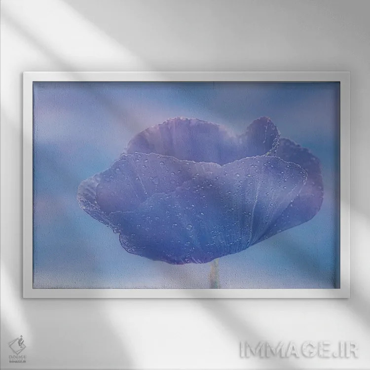 تابلو شقایق با قطرههای شبنم اثر دان شوارتز - نمای قابدار سفید