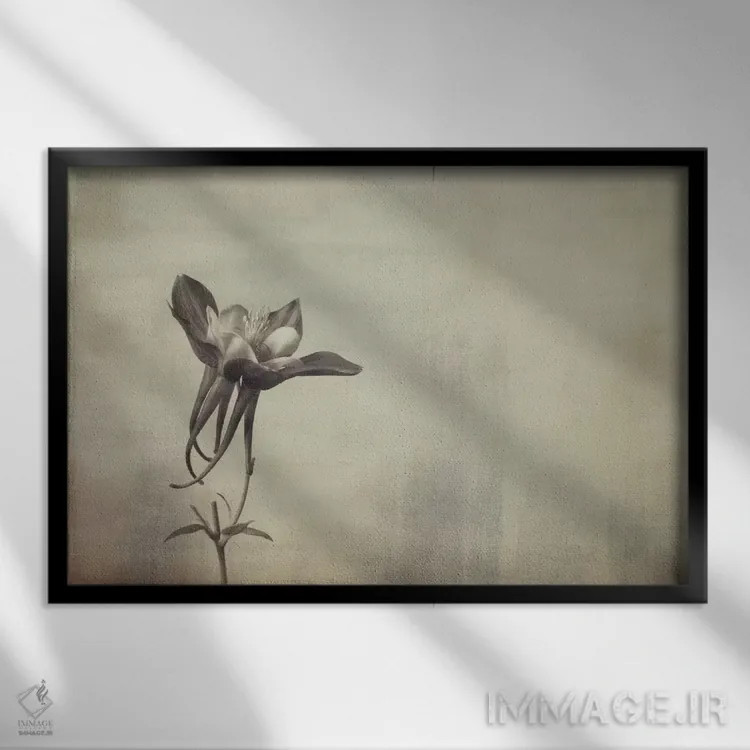 تابلو گل پامچال (کلمباین) اثر دان شوارتز - نمای قابدار مشکی