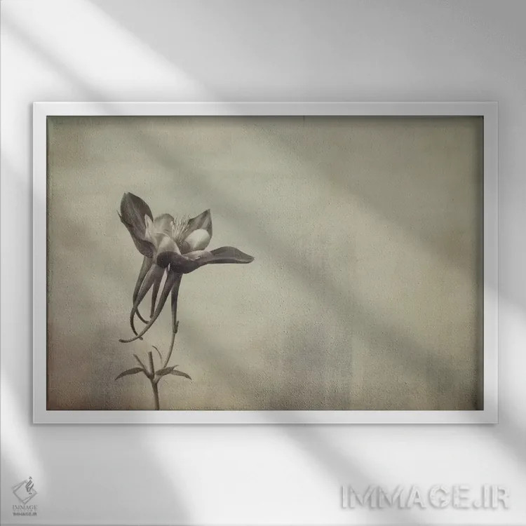 تابلو گل پامچال (کلمباین) اثر دان شوارتز - نمای قابدار سفید