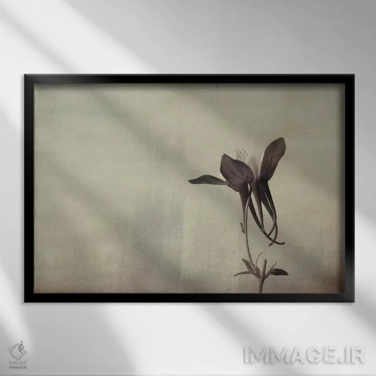 تابلو سادگی گل پامچال اثر دان شوارتز - نمای قابدار مشکی