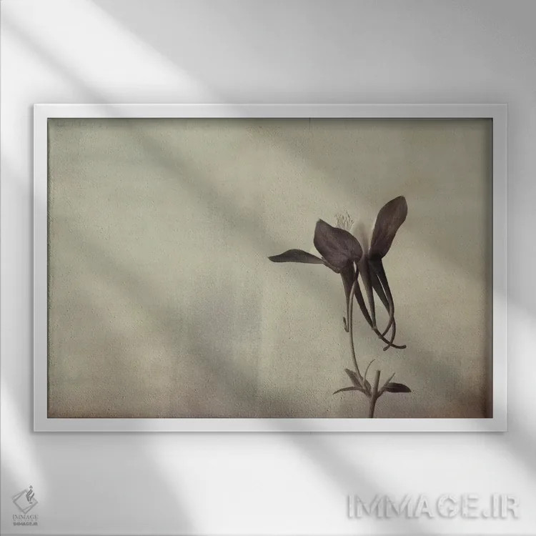 تابلو سادگی گل پامچال اثر دان شوارتز - نمای قابدار سفید