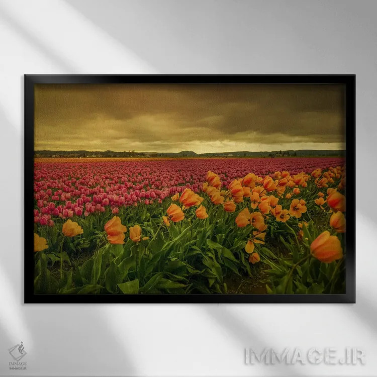 تابلو لالههای خمیده یک اثر دان شوارتز - نمای قابدار مشکی