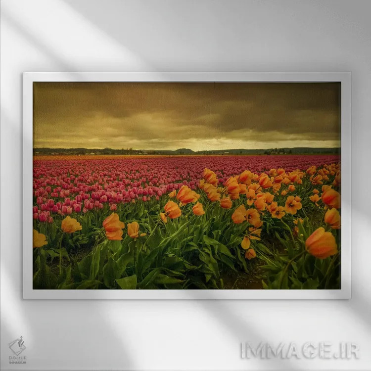 تابلو لالههای خمیده یک اثر دان شوارتز - نمای قابدار سفید