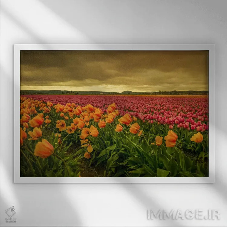 تابلو لالههای خمیده دو اثر دان شوارتز - نمای قابدار سفید