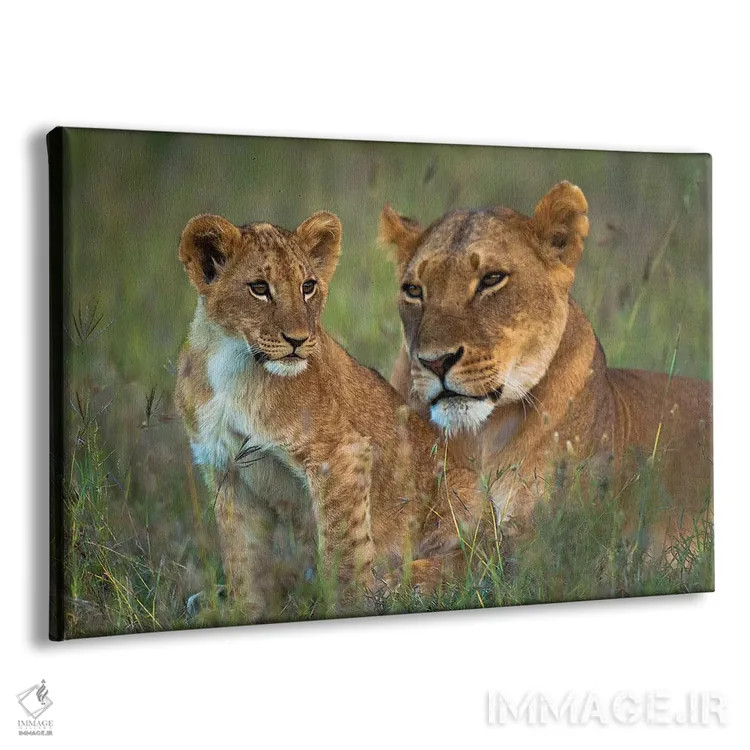 تابلو شیر ماده با تولهاش هنگام گرگ و میش، کنیا، پناهگاه اول پیجتا اثر دیزاین پیکس - نمای پرسپکتیو محصول