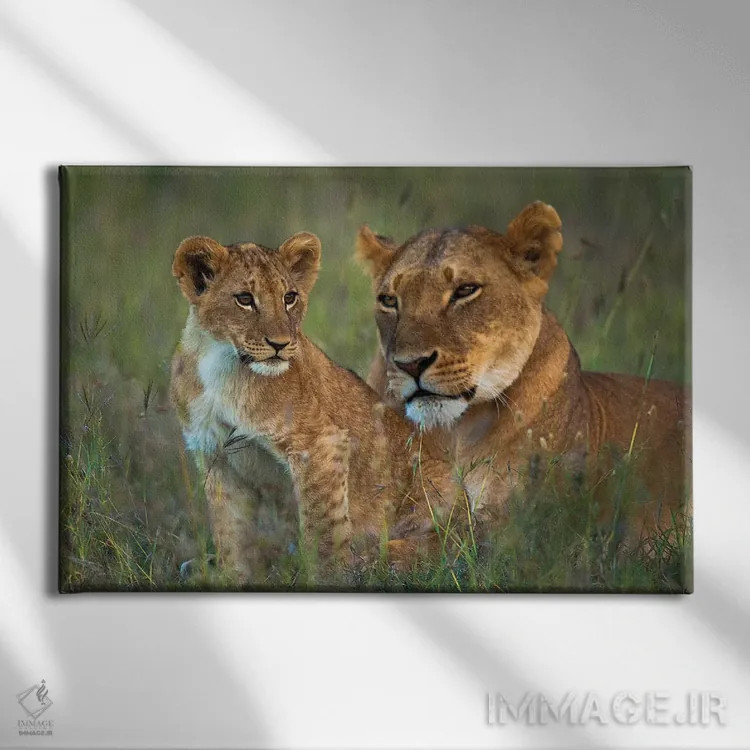 تابلو شیر ماده با تولهاش هنگام گرگ و میش، کنیا، پناهگاه اول پیجتا اثر دیزاین پیکس - نمای روبهرو روی دیوار