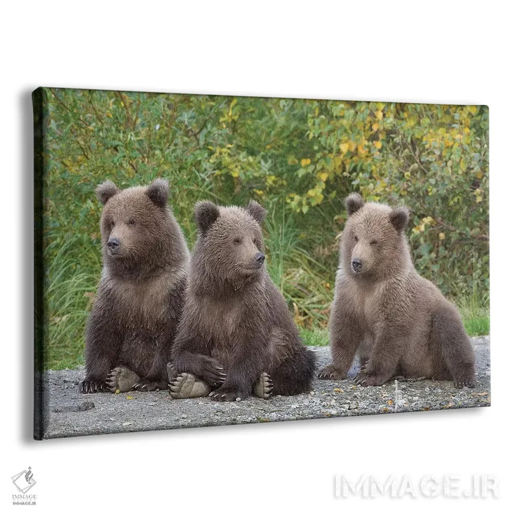 تابلو سه توله بهاری خرس قهوهای، پارک ملی کاتمای، آلاسکا اثر دیزاین پیکس - نمای پرسپکتیو محصول
