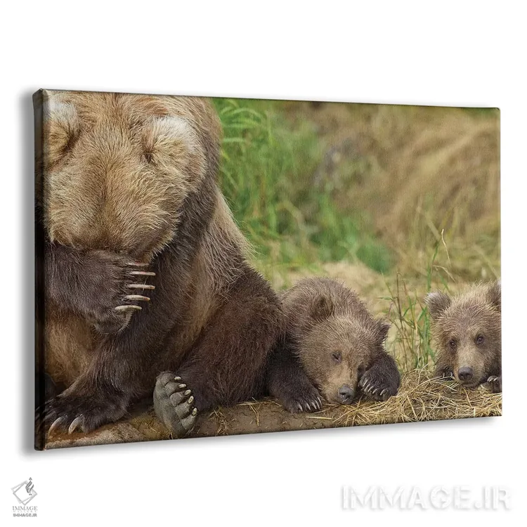 تابلو مادر خرس قهوهای و تولههایش در حال استراحت در ساحل گریزی کریک، پارک ملی کاتمای، جنوب غرب آلاسکا، تابستان اثر دیزاین پیکس - نمای پرسپکتیو محصول