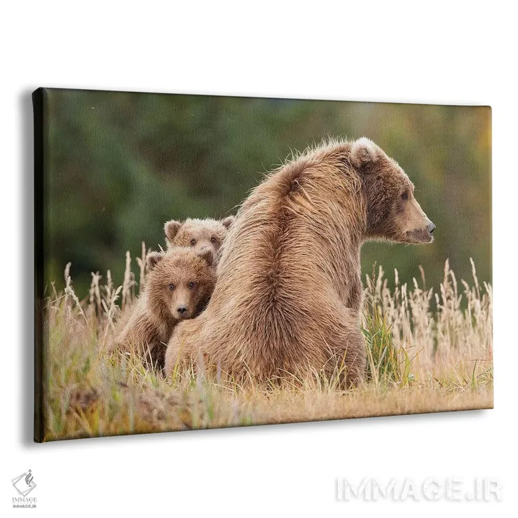 تابلو خرس گریزلی ساحلی با تولههایش در هالو بی، پارک ملی کاتمای آلاسکا اثر دیزاین پیکس - نمای پرسپکتیو محصول