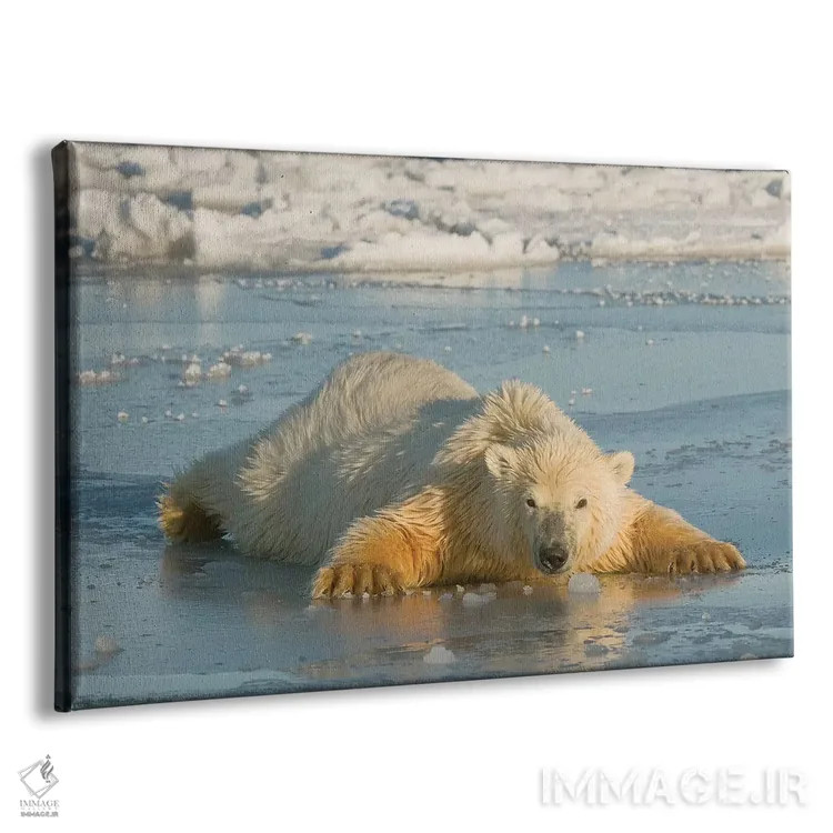 تابلو توله خرس قطبی گسترده بر یخ نازک تازه تشکیلشده، دریای بیوفورت، پناهگاه طبیعی شمال آلاسکا اثر دیزاین پیکس - نمای پرسپکتیو محصول