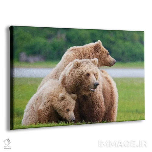 تابلو خرس قهوهای ساحلی با دو توله بهاریاش در هالو بی، پارک ملی کاتمای، آلاسکا اثر دیزاین پیکس - نمای پرسپکتیو محصول