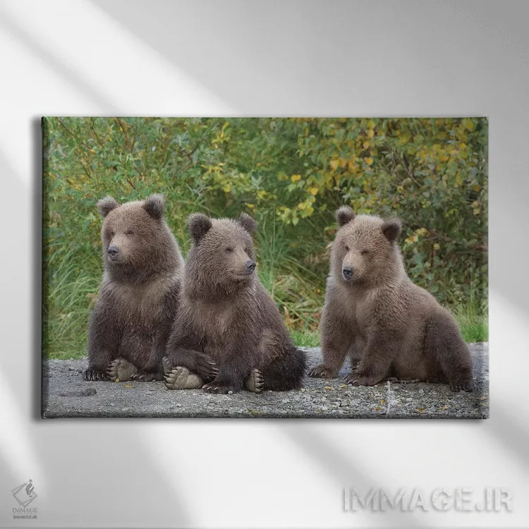 تابلو سه توله بهاری خرس قهوهای، پارک ملی کاتمای، آلاسکا اثر دیزاین پیکس - نمای روبهرو روی دیوار