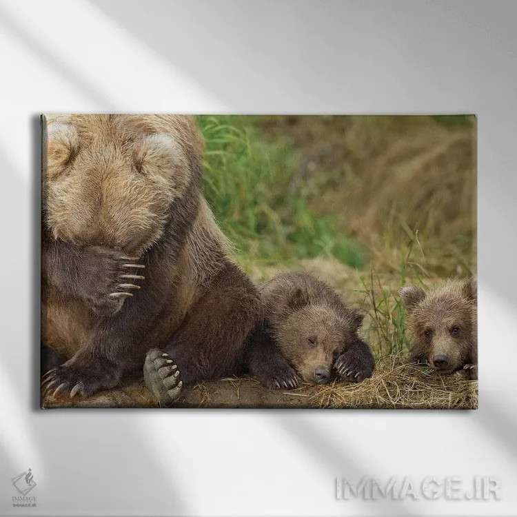 تابلو مادر خرس قهوهای و تولههایش در حال استراحت در ساحل گریزی کریک، پارک ملی کاتمای، جنوب غرب آلاسکا، تابستان اثر دیزاین پیکس - نمای روبهرو روی دیوار