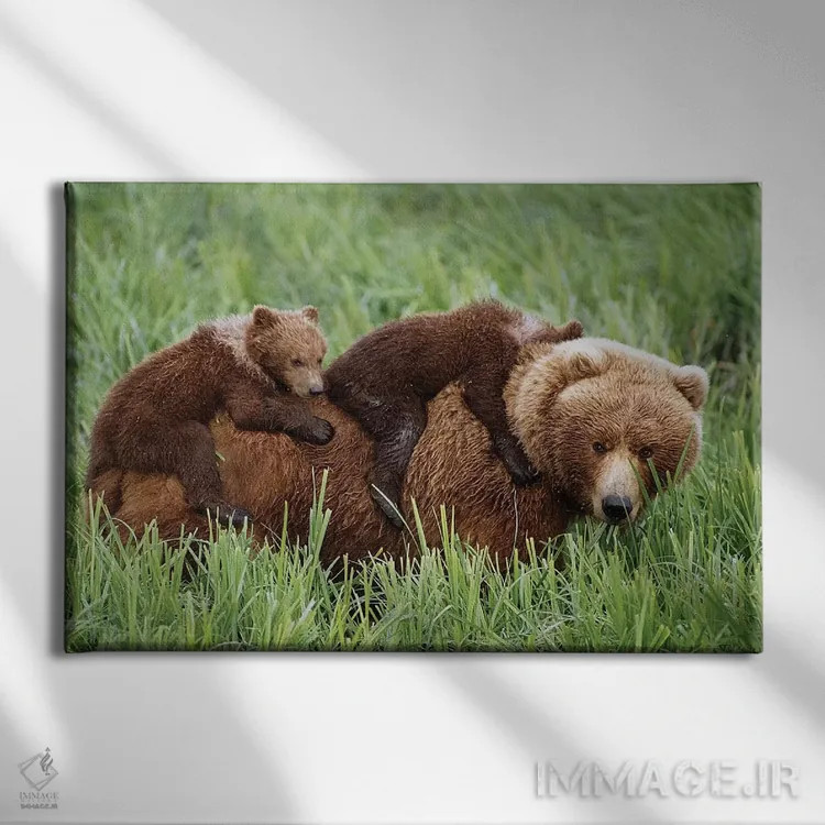 تابلو تولههای گریزلی سوار بر مادرشان در حال عبور از علفزارهای نزدیک رود مکنیل اثر دیزاین پیکس - نمای روبهرو روی دیوار
