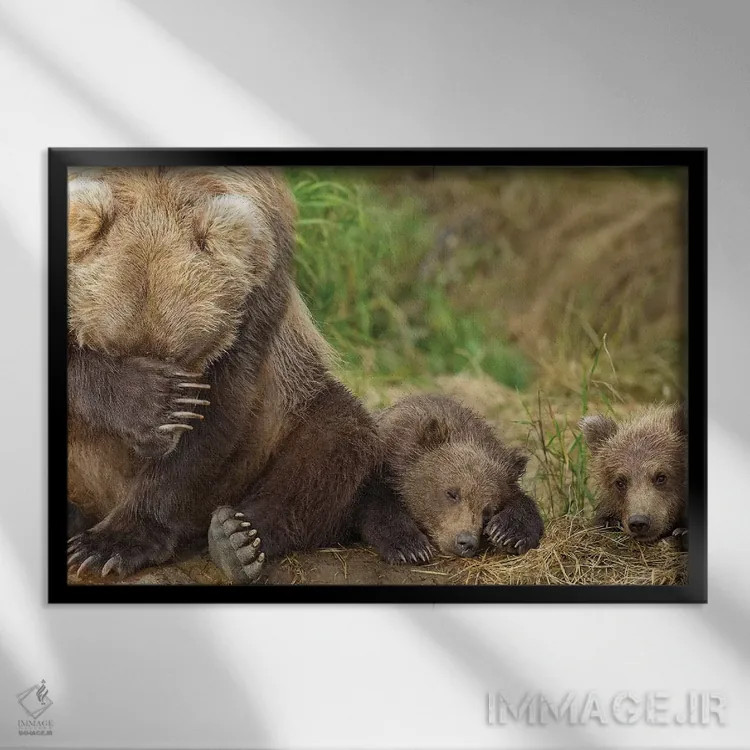 تابلو مادر خرس قهوهای و تولههایش در حال استراحت در ساحل گریزی کریک، پارک ملی کاتمای، جنوب غرب آلاسکا، تابستان اثر دیزاین پیکس - نمای قابدار مشکی