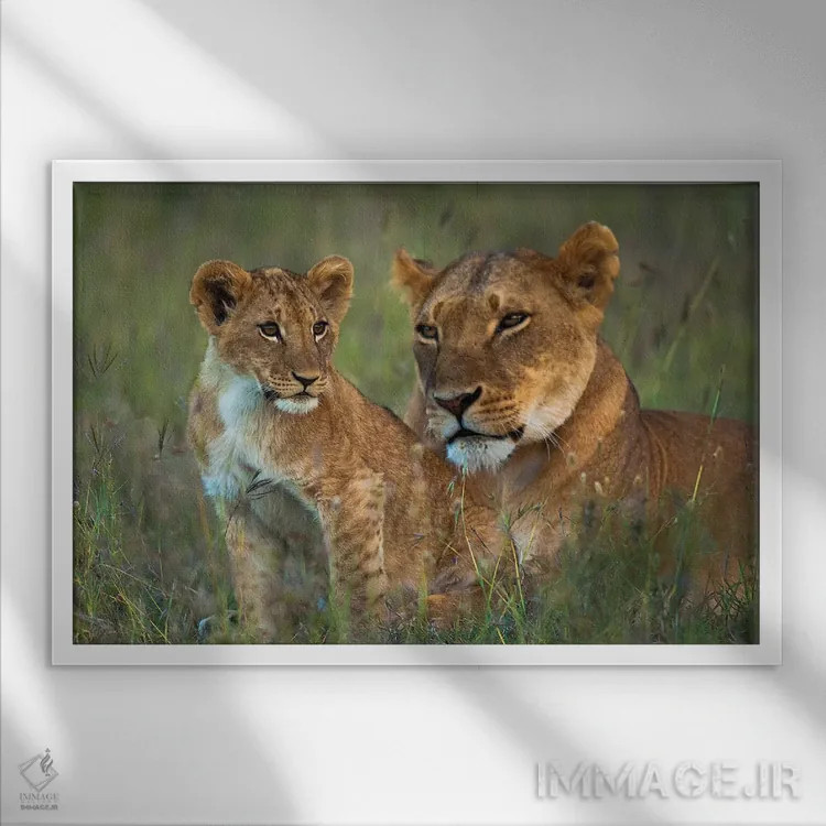 تابلو شیر ماده با تولهاش هنگام گرگ و میش، کنیا، پناهگاه اول پیجتا اثر دیزاین پیکس - نمای قابدار سفید