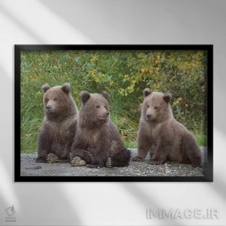 تابلو سه توله بهاری خرس قهوهای، پارک ملی کاتمای، آلاسکا اثر دیزاین پیکس - نمای قابدار مشکی
