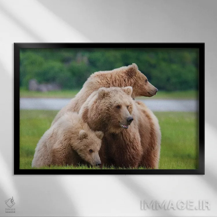 تابلو خرس قهوهای ساحلی با دو توله بهاریاش در هالو بی، پارک ملی کاتمای، آلاسکا اثر دیزاین پیکس - نمای قابدار مشکی