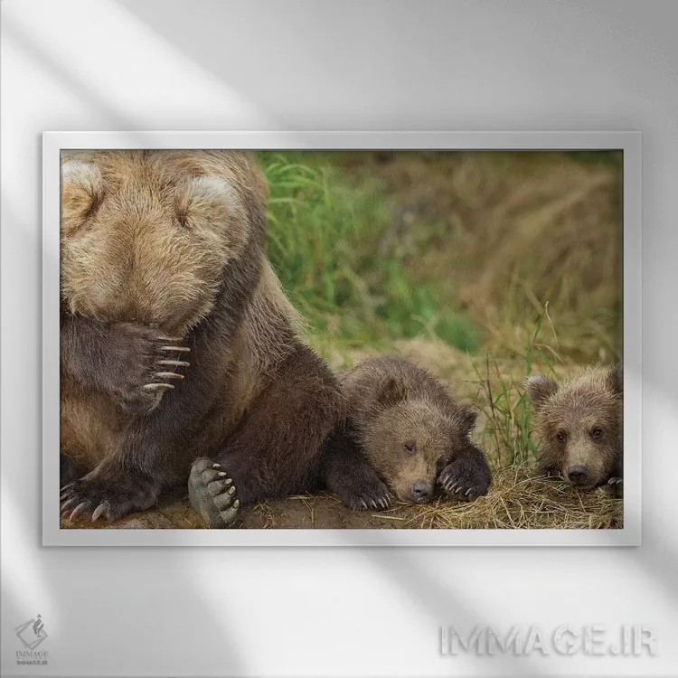 تابلو مادر خرس قهوهای و تولههایش در حال استراحت در ساحل گریزی کریک، پارک ملی کاتمای، جنوب غرب آلاسکا، تابستان اثر دیزاین پیکس - نمای قابدار سفید