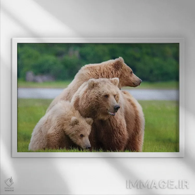 تابلو خرس قهوهای ساحلی با دو توله بهاریاش در هالو بی، پارک ملی کاتمای، آلاسکا اثر دیزاین پیکس - نمای قابدار سفید