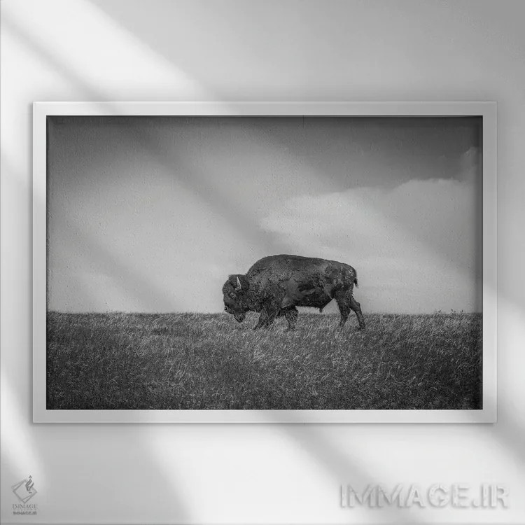 تابلو آخرین بیزون اثر دن اسپرول - نمای قابدار سفید