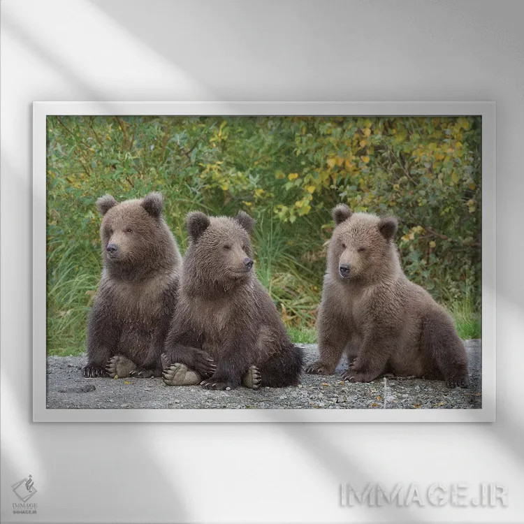 تابلو سه توله بهاری خرس قهوهای، پارک ملی کاتمای، آلاسکا اثر دیزاین پیکس - نمای قابدار سفید