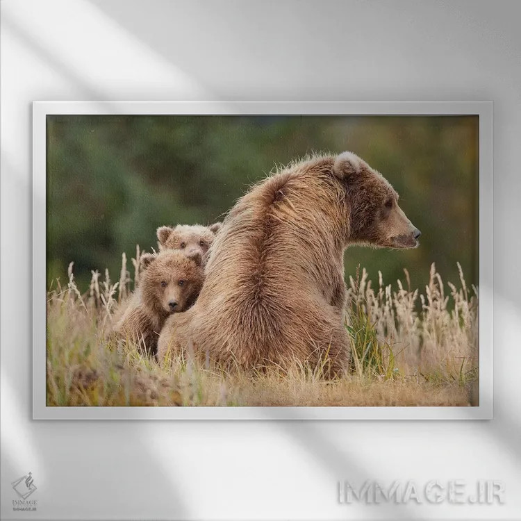 تابلو خرس گریزلی ساحلی با تولههایش در هالو بی، پارک ملی کاتمای آلاسکا اثر دیزاین پیکس - نمای قابدار سفید