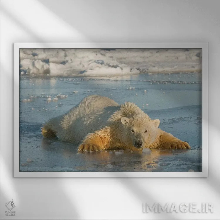 تابلو توله خرس قطبی گسترده بر یخ نازک تازه تشکیلشده، دریای بیوفورت، پناهگاه طبیعی شمال آلاسکا اثر دیزاین پیکس - نمای قابدار سفید