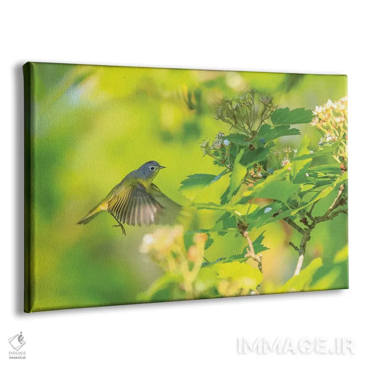 تابلو پرنده پارولا شمالی در پرواز اثر دن اسپرول - نمای پرسپکتیو محصول