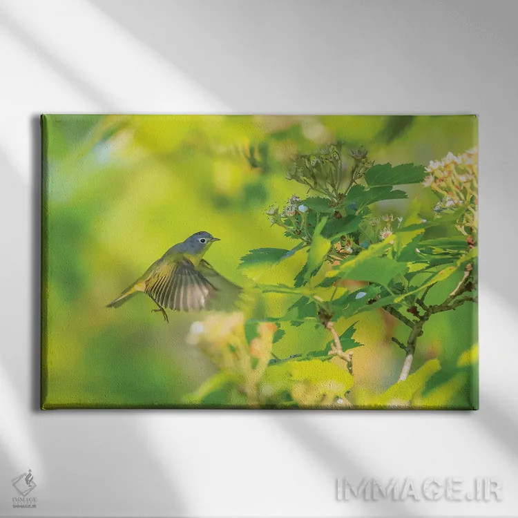 تابلو پرنده پارولا شمالی در پرواز اثر دن اسپرول - نمای روبهرو روی دیوار
