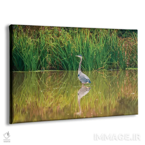 تابلو انعکاس ماهیخور آبی اثر دن اسپرول - نمای پرسپکتیو محصول