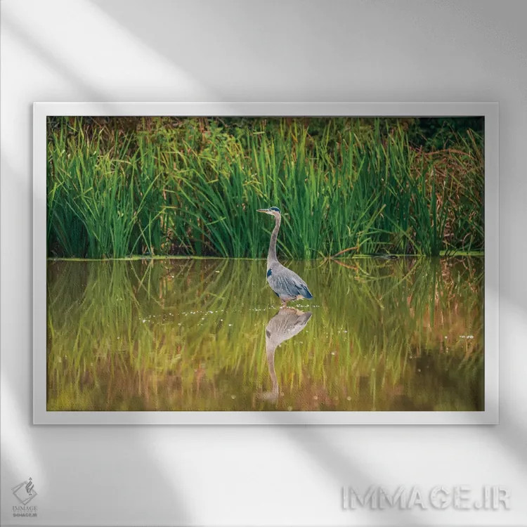 تابلو انعکاس ماهیخور آبی اثر دن اسپرول - نمای قابدار سفید