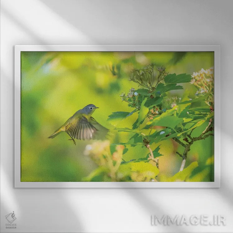 تابلو پرنده پارولا شمالی در پرواز اثر دن اسپرول - نمای قابدار سفید