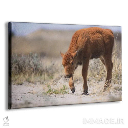 تابلو بیزون نوزاد اثر دن اسپرول - نمای پرسپکتیو محصول