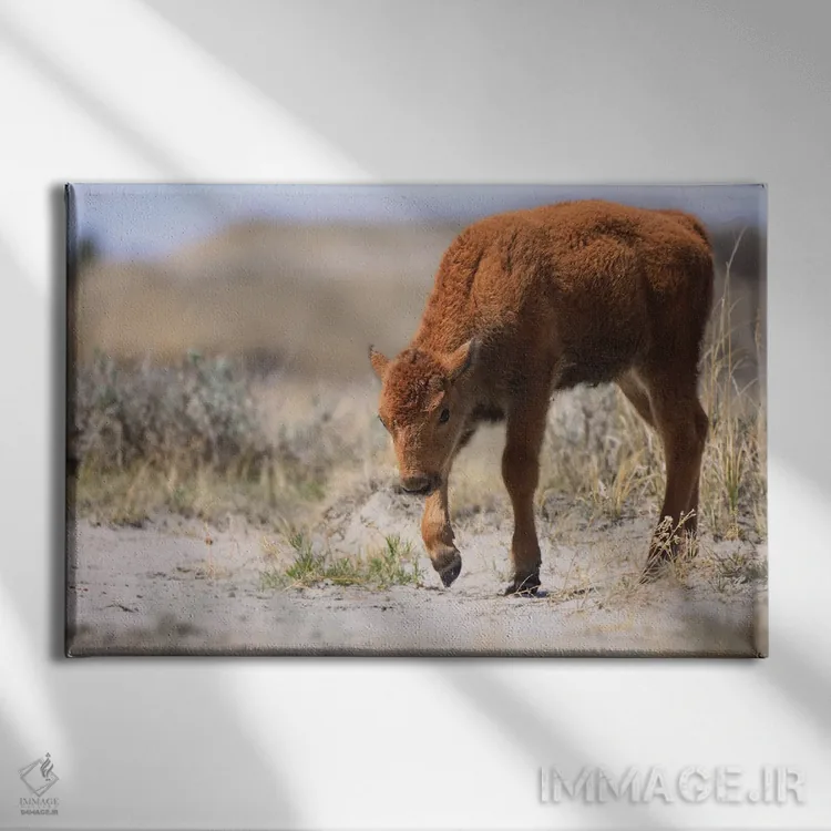 تابلو بیزون نوزاد اثر دن اسپرول - نمای روبهرو روی دیوار