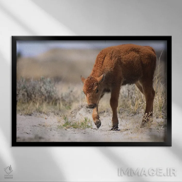 تابلو بیزون نوزاد اثر دن اسپرول - نمای قابدار مشکی