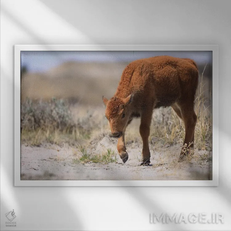 تابلو بیزون نوزاد اثر دن اسپرول - نمای قابدار سفید