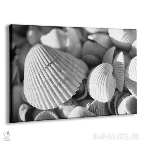 تابلو صدفهای دریایی اثر دن اسپرول - نمای پرسپکتیو محصول