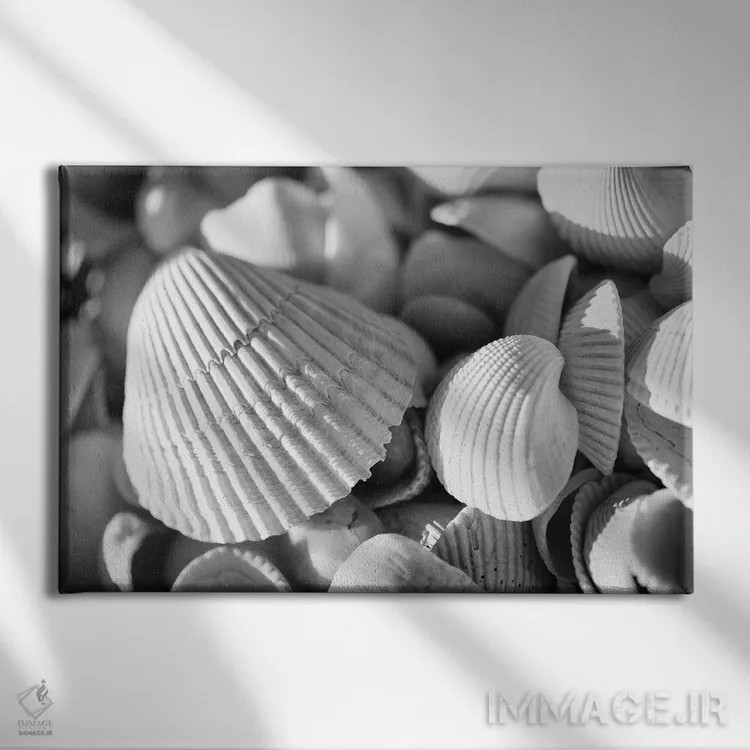تابلو صدفهای دریایی اثر دن اسپرول - نمای روبهرو روی دیوار