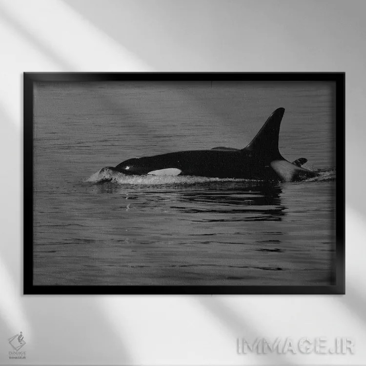 تابلو نهنگ قاتل و بچهاش اثر دن اسپرول - نمای قابدار مشکی