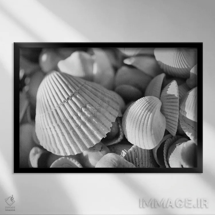 تابلو صدفهای دریایی اثر دن اسپرول - نمای قابدار مشکی