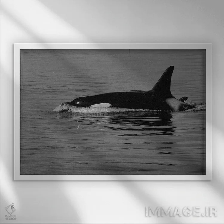 تابلو نهنگ قاتل و بچهاش اثر دن اسپرول - نمای قابدار سفید