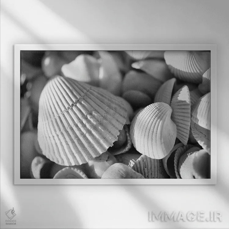 تابلو صدفهای دریایی اثر دن اسپرول - نمای قابدار سفید