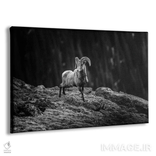 تابلو گوسفند شاخپیچ کوهستان راکی اثر دن اسپرول - نمای پرسپکتیو محصول