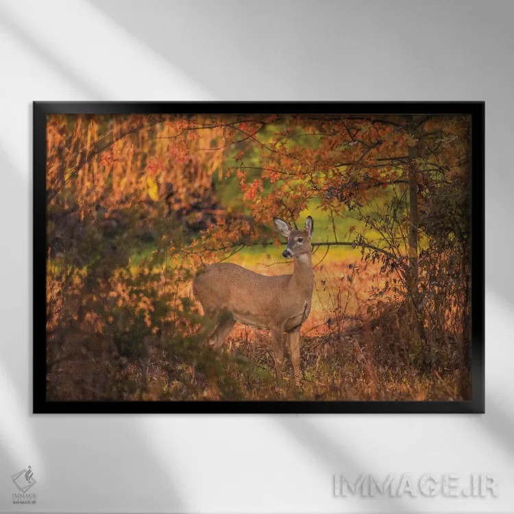 تابلو آهو در پاییز اثر دن اسپرول - نمای قابدار مشکی